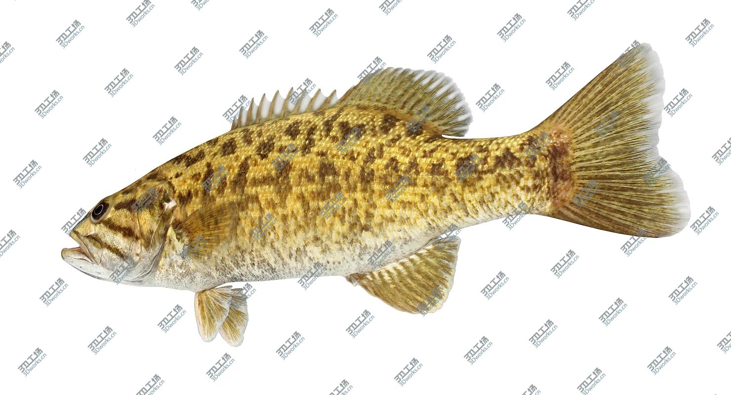 images/goods_img/2021040164/Bass Collection 3D/5.jpg